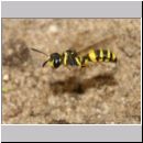 Cerceris quadricincta - Knotenwespe w001b 10mm - OS-Wallenhorst-Sandgrube-det.jpg